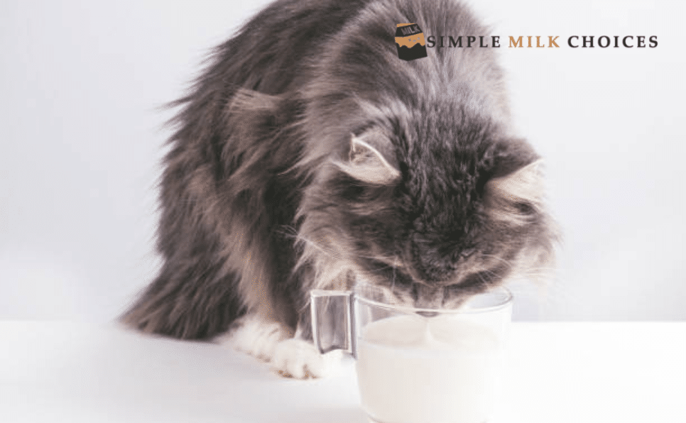 Cat drinking oat milk