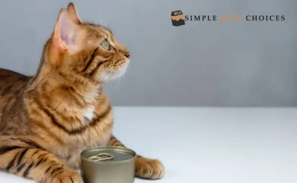 Cat looking at oat milk