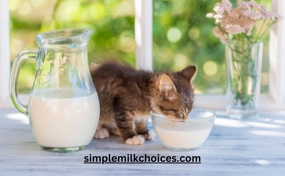Cat having Oat Milk