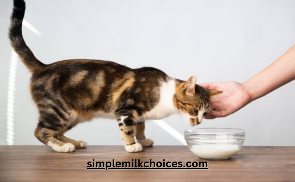 Cat and Oat Milk