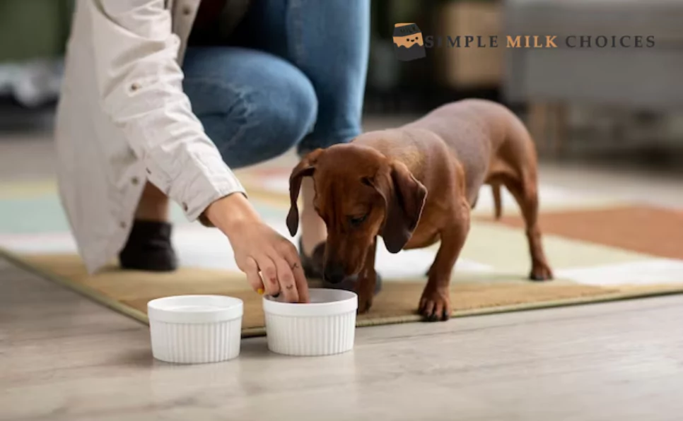 A girl happily shares oat milk with her delighted dog, both enjoying a refreshing drink together.