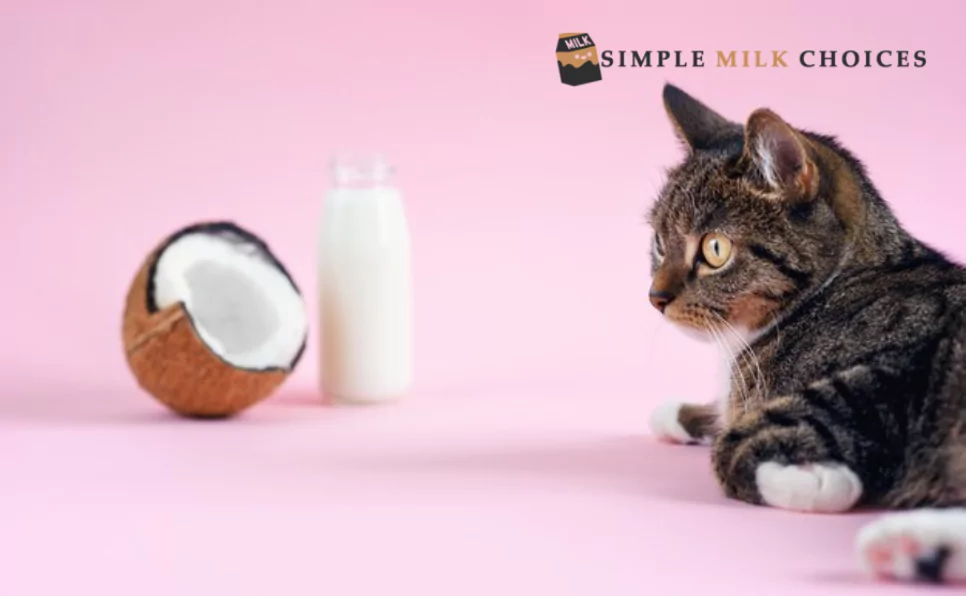 A curious cat gazes at a bottle of coconut milk