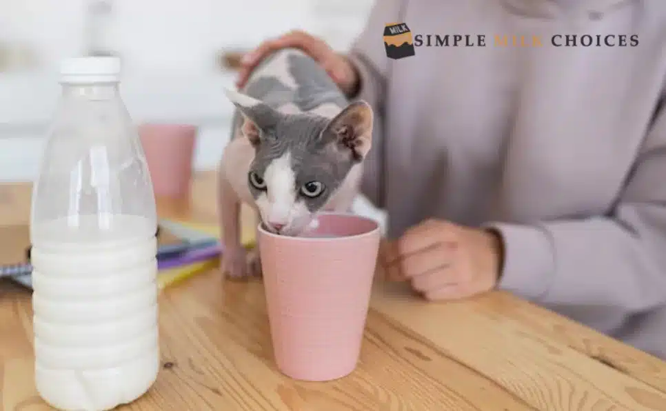 Curious cat observing a bottle of soy milk beside its water bowl