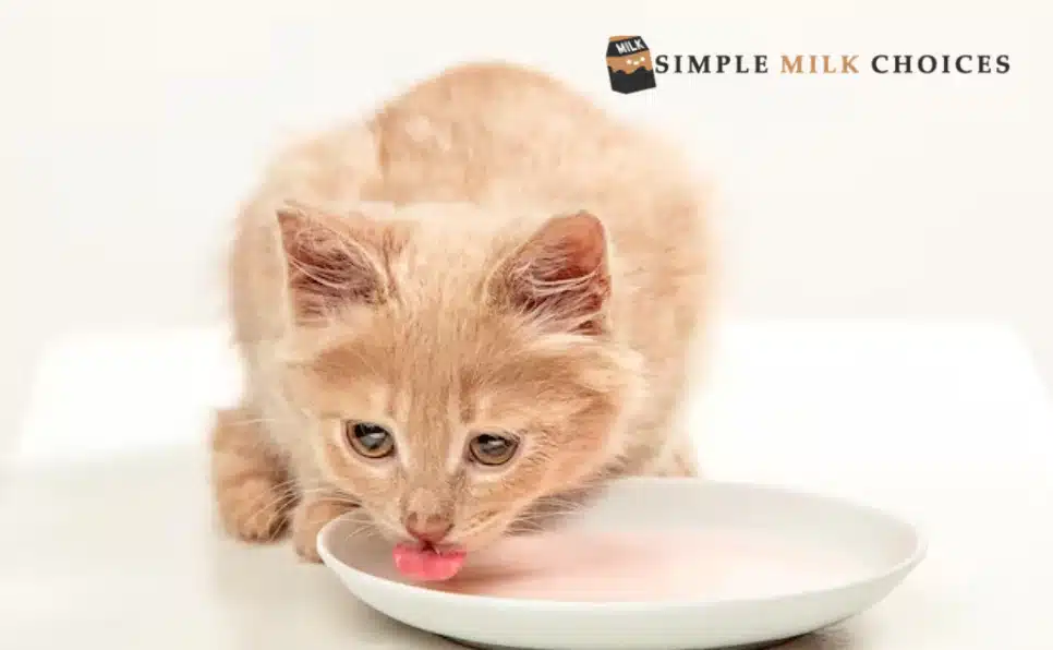Cat enjoying a bowl of soy milk, lapping up the creamy liquid with curiosity and delight.